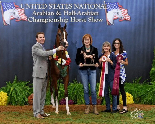 Always In Vogue: 2016 U.S. Reserve National Champion Half-Arabian Yearling Filly - Shown by Jason Daniels